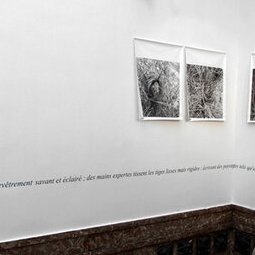 Genêts - digigraphies sur toile 1997