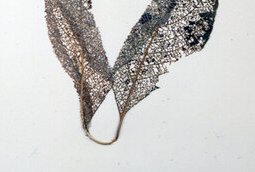 herbier