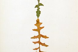 Herbier