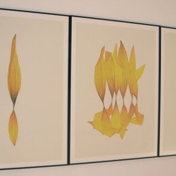Hélianthe, digigraphie - 08