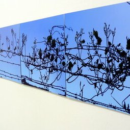 Liserons, frises de 7 photographies réalisées dans les jardins du Resseguin (…)