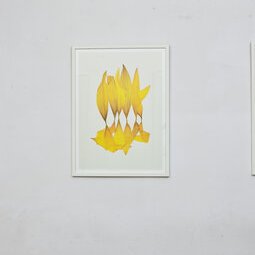 Hélianthes digigraphies