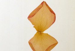 Herbier