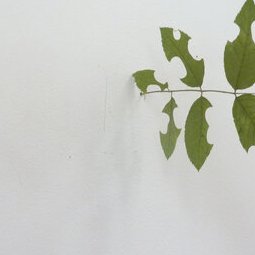 rosiers - projet d'estampe