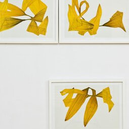Hélianthes digigraphies